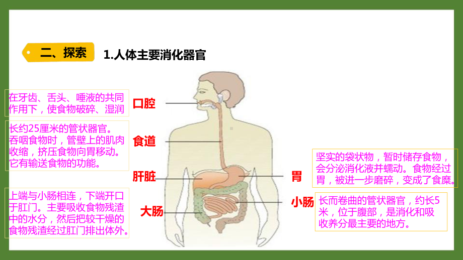 新教科版2021-2022四年级科学上册第二单元《8食物在身体里的旅行》课件.pptx_第3页