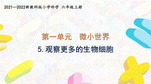 新教科版2021-2022六年级科学上册第一单元 《5.观察更多的生物细胞》课件.pptx