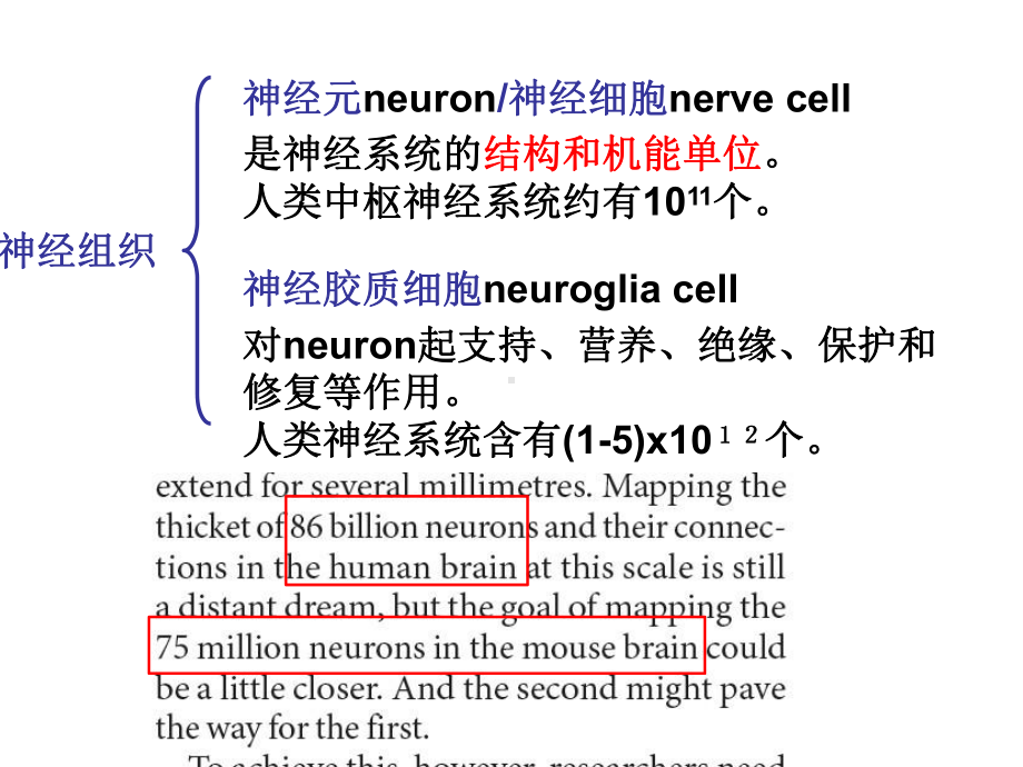 神经动物学全册配套完整精品课件.ppt_第3页