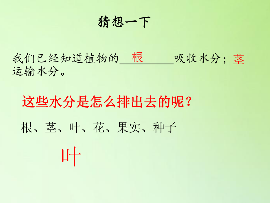 2021新青岛版（六三制）三年级上册科学8叶的蒸腾作用ppt课件.pptx_第3页