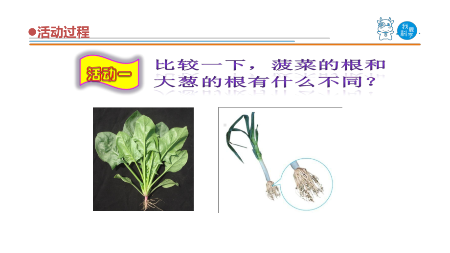 2021新青岛版（六三制）三年级上册科学6《植物的根》教学ppt课件.ppt_第3页