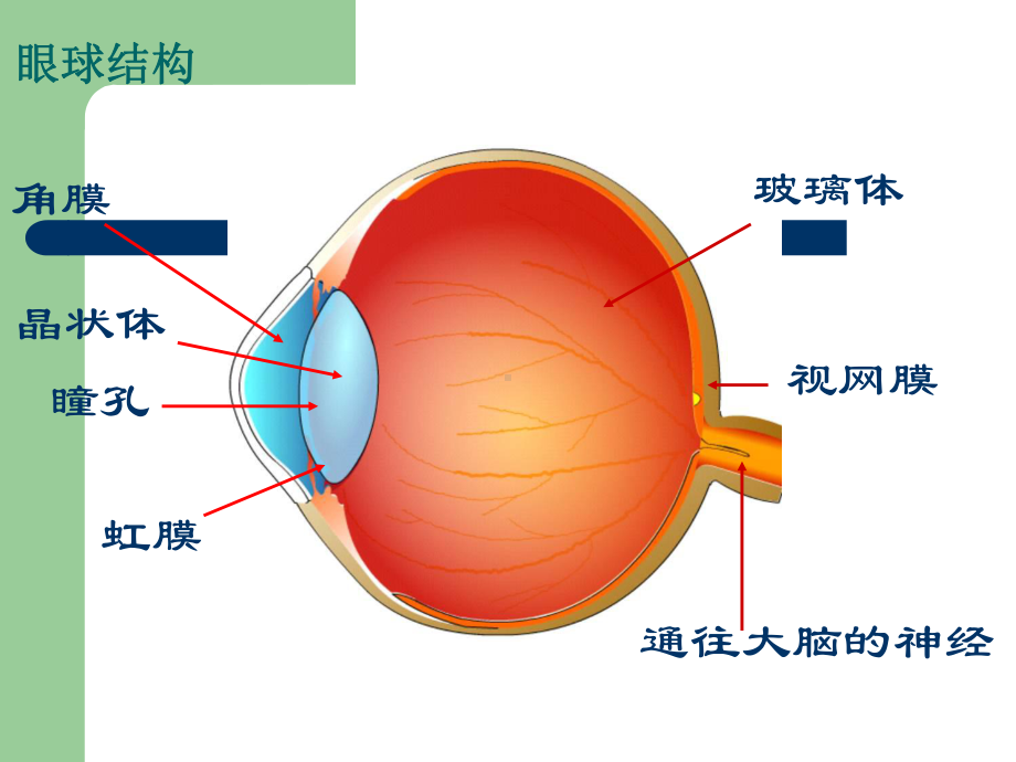 预防近视主题班会ppt课件.pptx_第3页