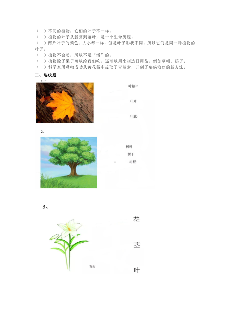 2021新教科版一年级科学上册第一单元《植物》试卷及答案.docx_第2页