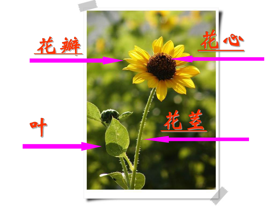 人美版二年级上册美术14.茂密的花ppt课件.ppt_第3页