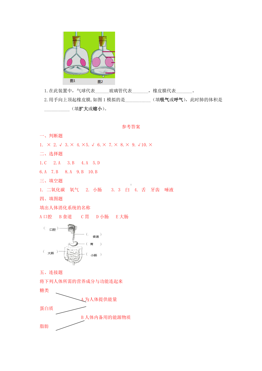 2021新教科版四年级上册科学第二单元练习题（含答案）.doc_第3页