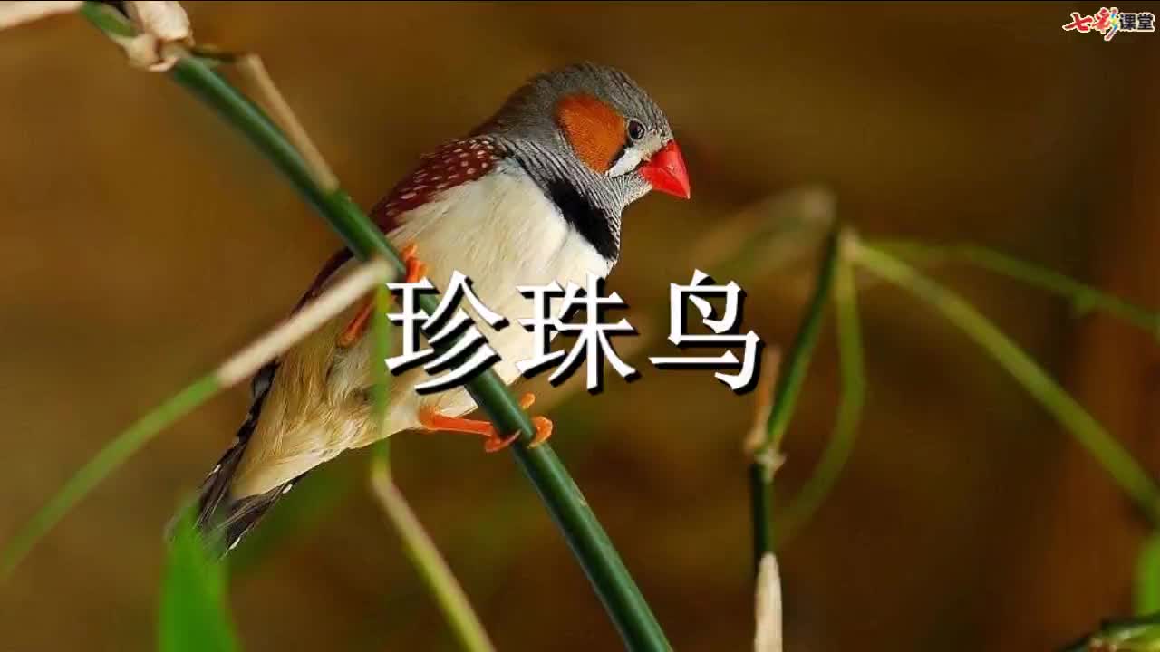 （部编(统编)版五年级上册语文视频） 课文朗读 4 珍珠鸟.mp4