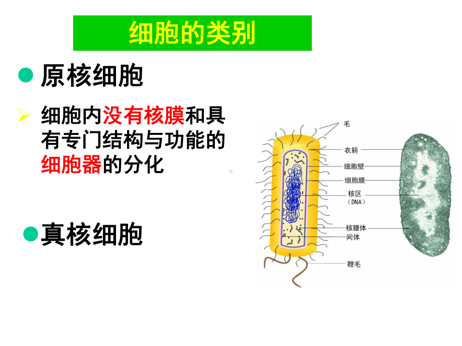 动物学课件原生动物腔肠动物.ppt_第2页