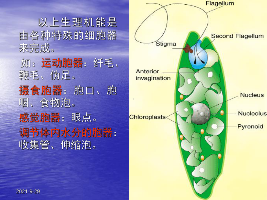 原生动物门.ppt_第3页