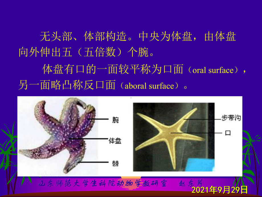 4棘皮动物特征.pptx_第3页