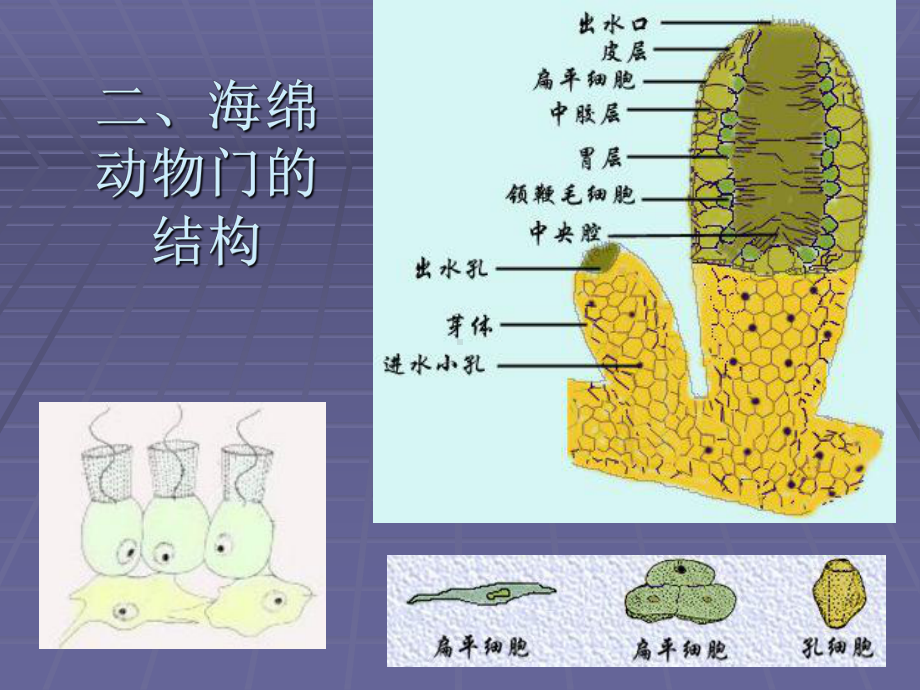 普通动物学-海绵动物门.ppt_第3页