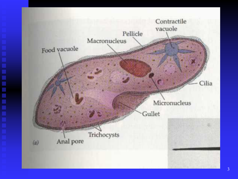 5原生动物.ppt_第3页