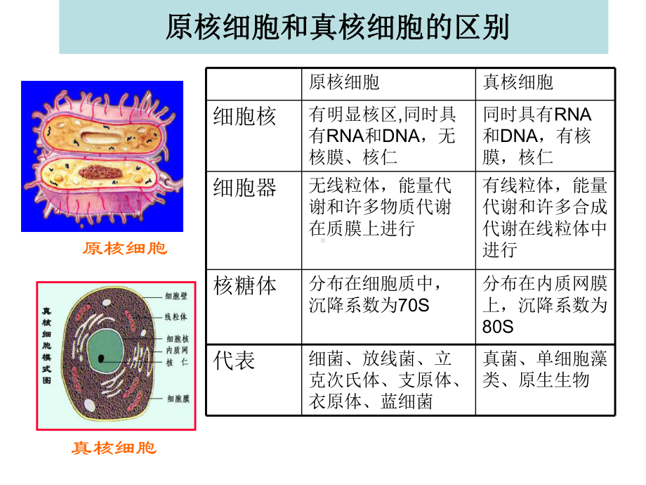 第一章 原核微生物（教学版）.ppt_第3页