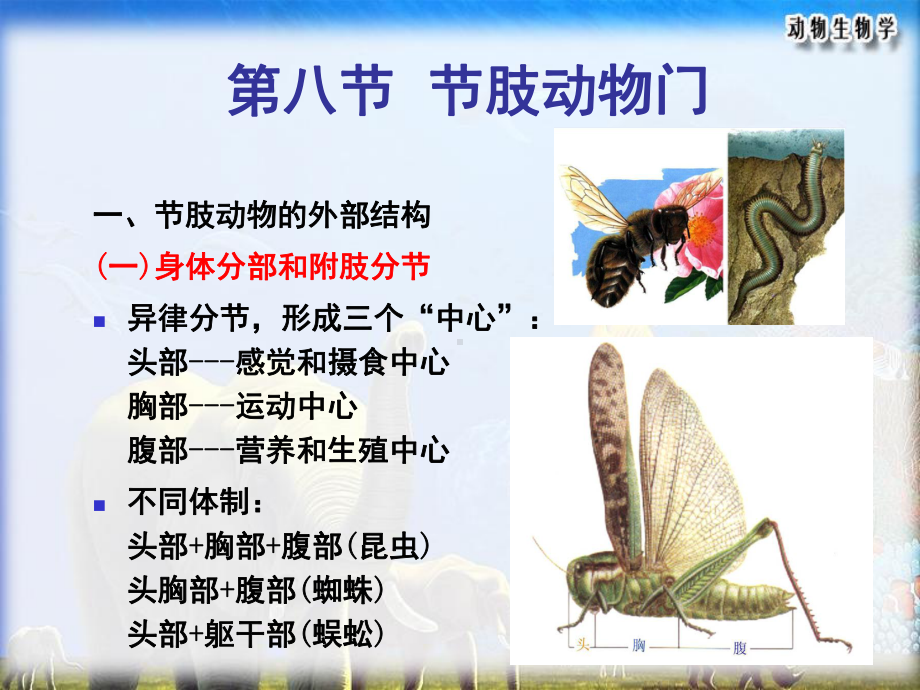 节肢动物 (1).ppt_第1页