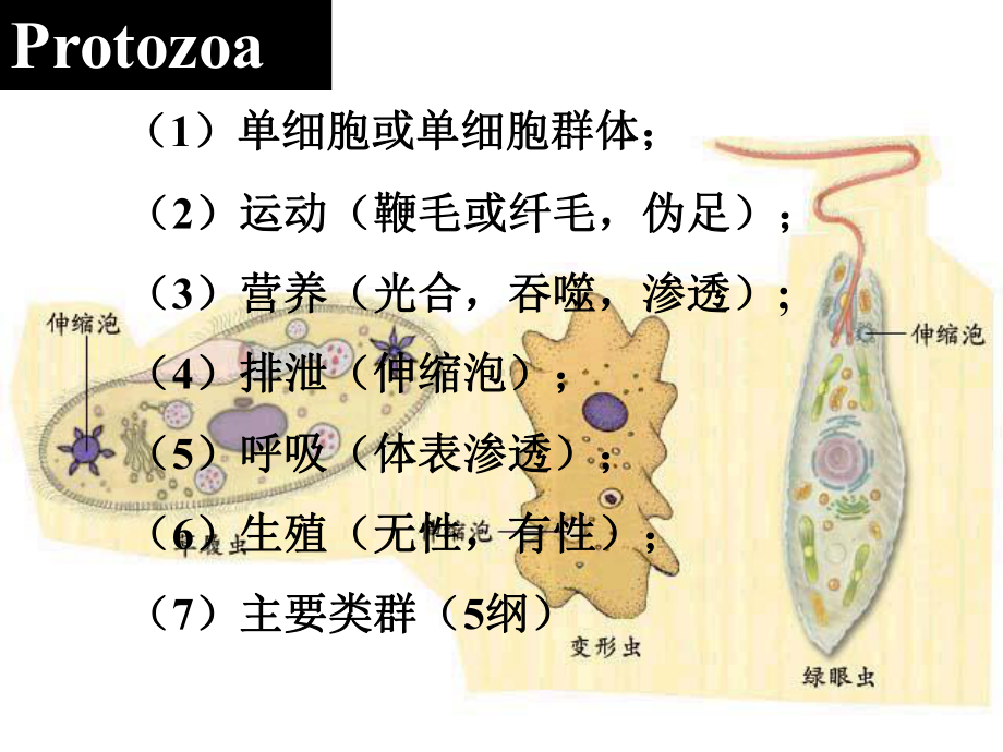 第二节-多细胞动物发育-海绵动物门.ppt_第2页