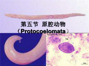 第三章5.原腔动物门 (1).ppt