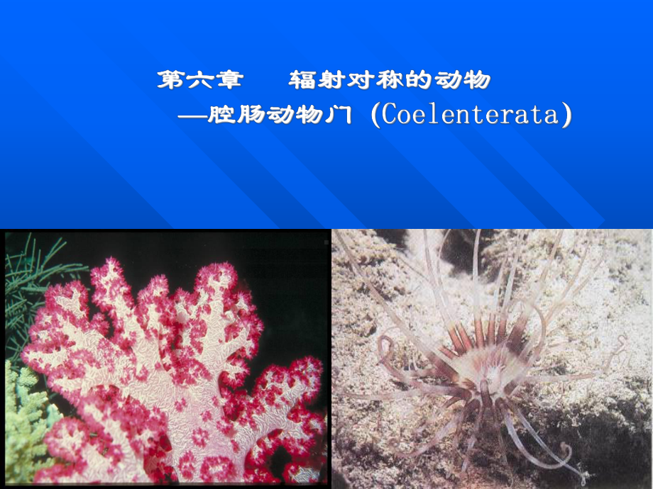 动物学----第六章腔肠动物门.ppt_第1页