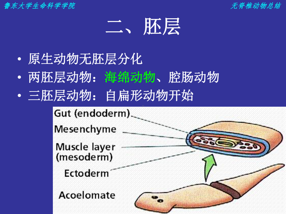 无脊椎动物总结.ppt_第3页