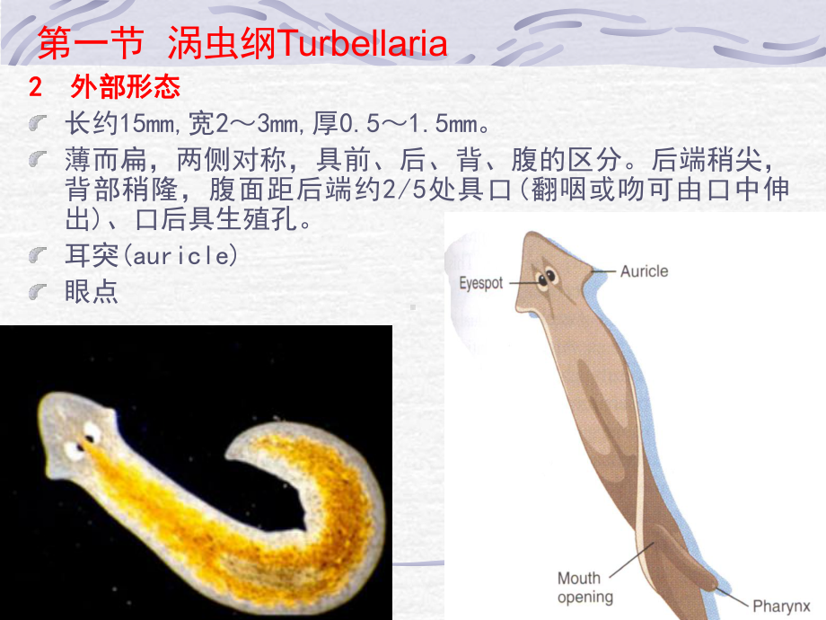 7扁形动物门 2.ppt_第3页