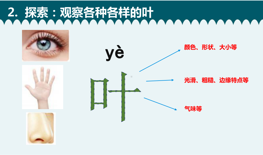 2021新教科版一年级上册科学1.3《观察叶》 ppt课件.pptx_第3页