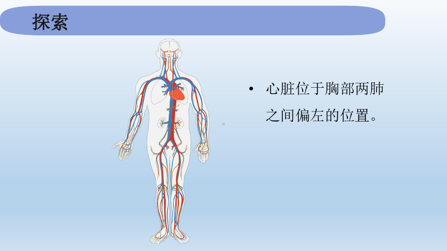 小学科学教科版五年级上册第四单元第3课《心脏和血液》课件.pptx_第3页