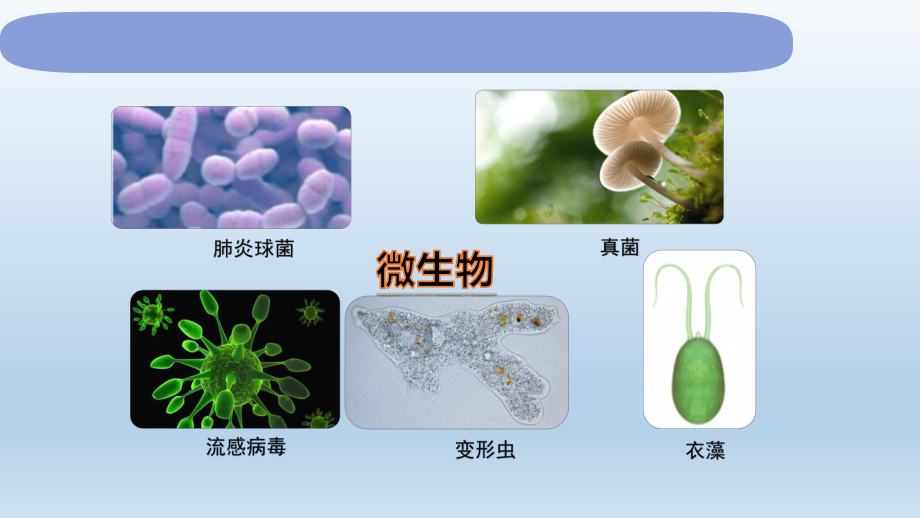 小学科学教科版六年级上册第一单元第7课《微生物与健康》课件.pptx_第2页