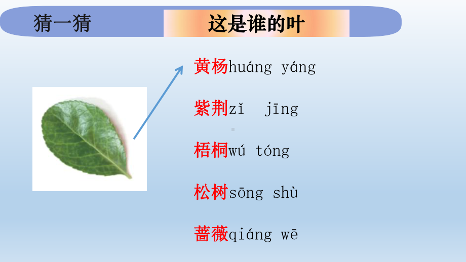 小学科学教科版一年级上册第一单元第4课《这是谁的叶》课件9.pptx_第3页