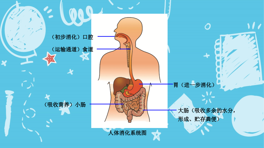 糖类的消化过程示意图图片