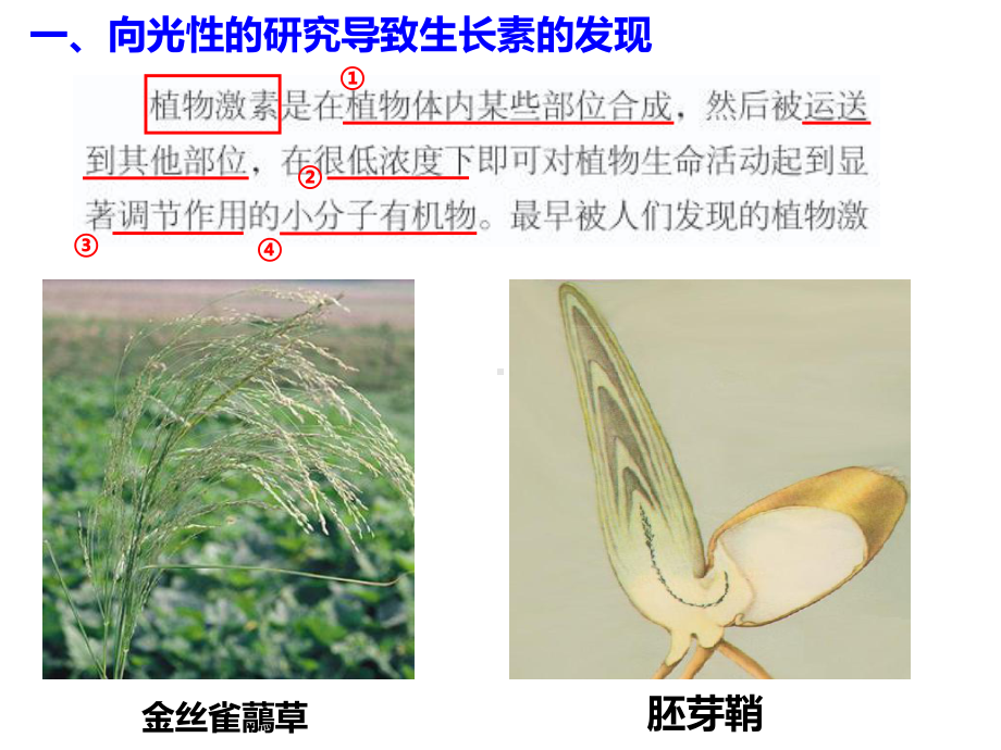 5.1生长素的发现开启了人类对植物激素调节的探索 ppt课件-（新教材）2019新浙科版高中生物选择性必修1 .pptx_第3页