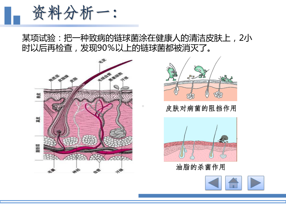 4.2人体通过非特异性免疫对抗病原体 ppt课件-（新教材）2019新浙科版高中生物选择性必修1 .pptx_第2页