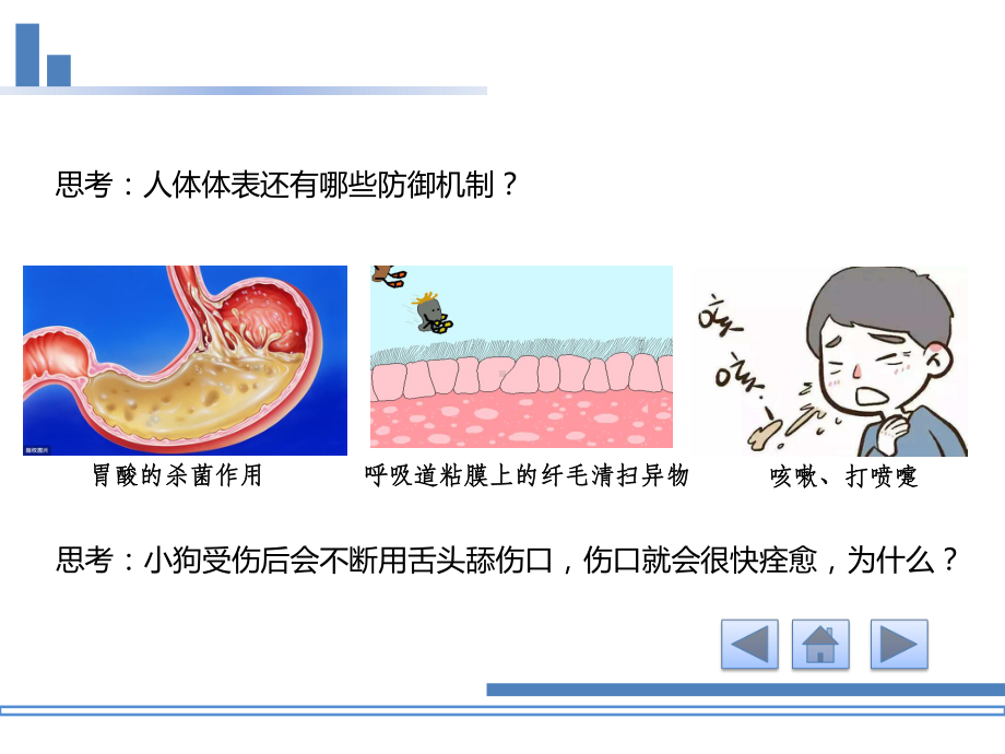 4.2人体通过非特异性免疫对抗病原体 ppt课件-（新教材）2019新浙科版高中生物选择性必修1 .pptx_第3页