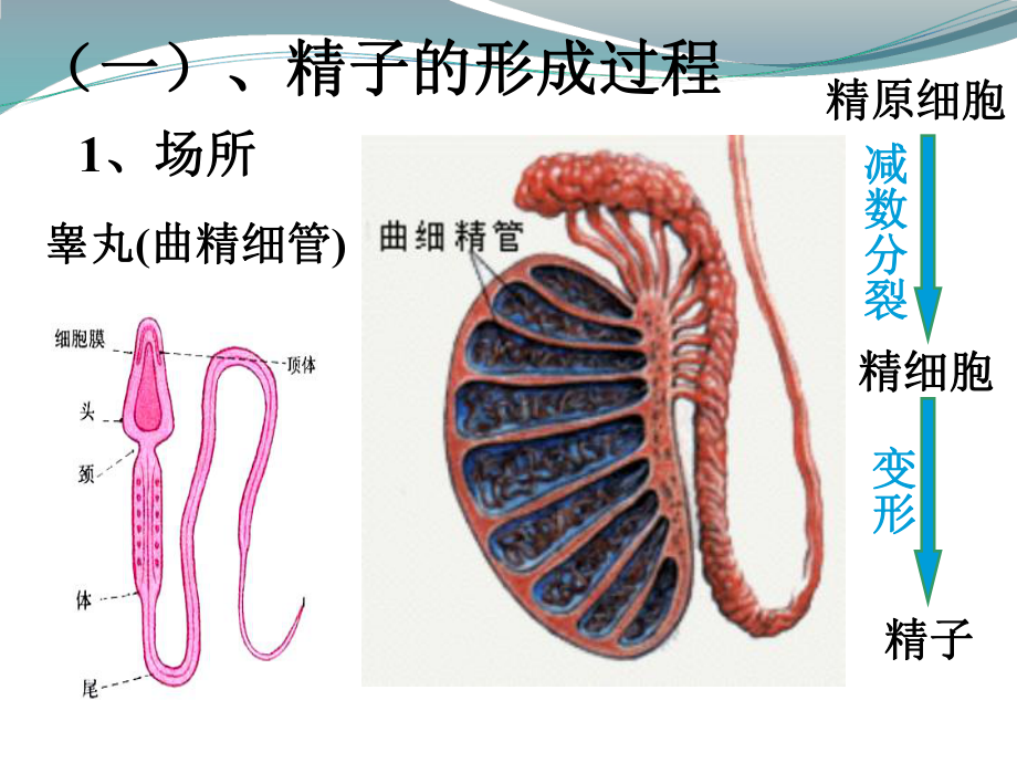 1.1减数分裂和受精作用（二）ppt课件-（新教材）2019新苏教版高中生物必修二.pptx_第3页