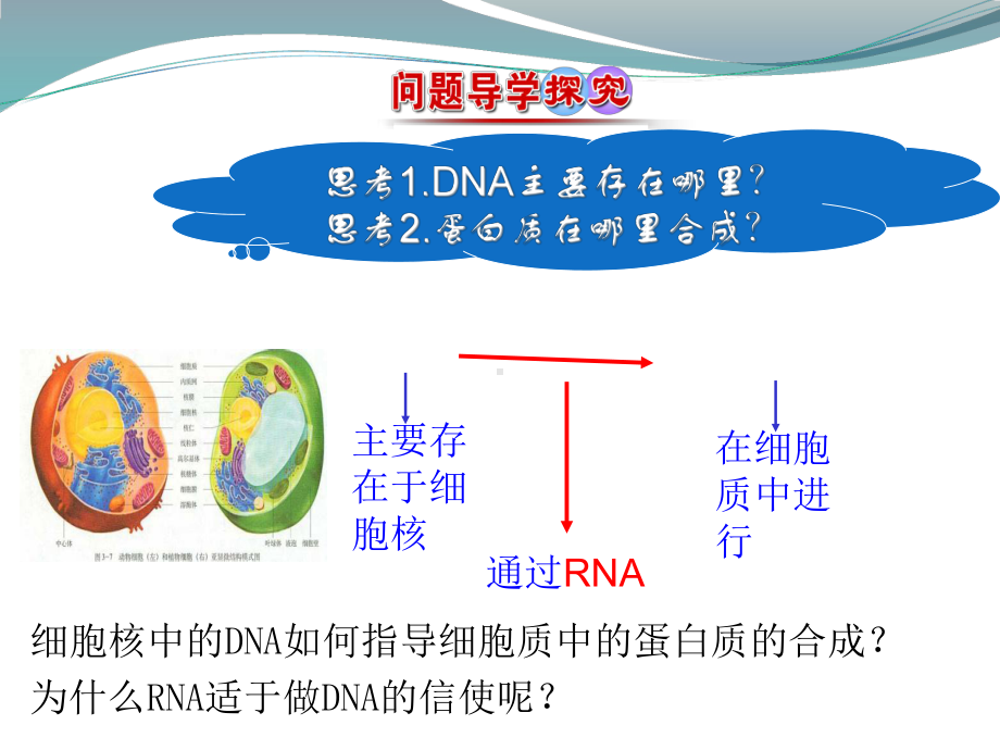 2.3DNA指导蛋白质的合成 ppt课件-（新教材）2019新苏教版高中生物必修二.pptx_第3页