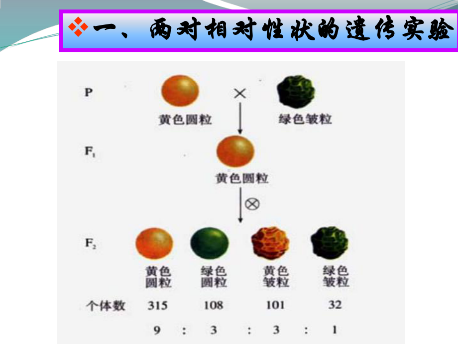 1.3基因的自由组合定律 ppt课件-（新教材）2019新苏教版高中生物必修二.pptx_第3页