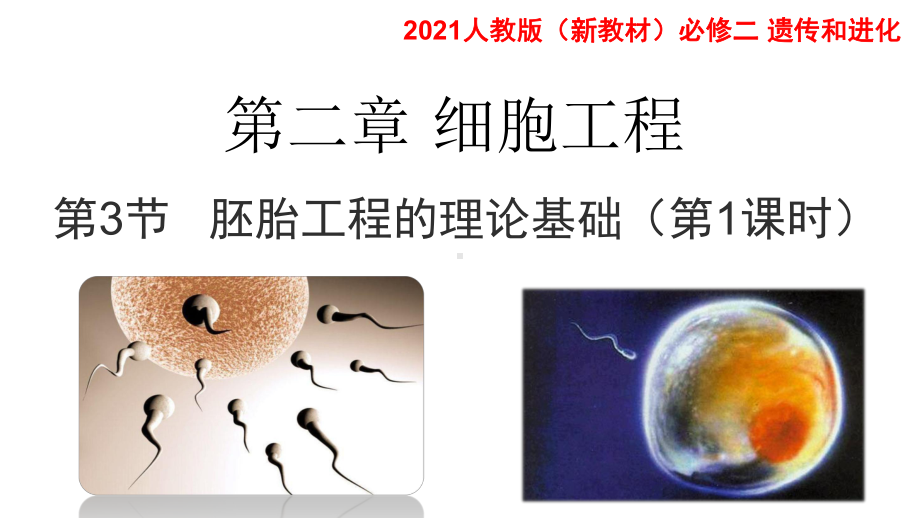 2.3.1 胚胎工程的理论基础 ppt课件-（新教材）2019新人教版高中生物选择性必修三.pptx_第1页