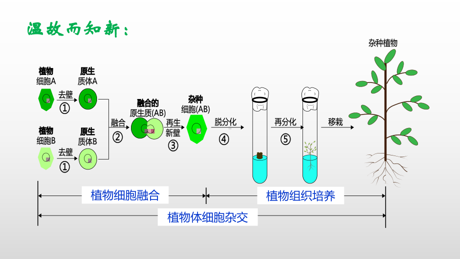 2.2.2动物细胞融合与单克隆抗体ppt课件-（新教材）2019新人教版高中生物选择性必修三.pptx_第2页