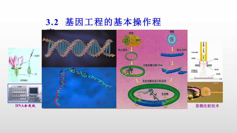 3.2 基因工程的基本操作程序ppt课件-（新教材）2019新人教版高中生物选择性必修三.pptx_第1页