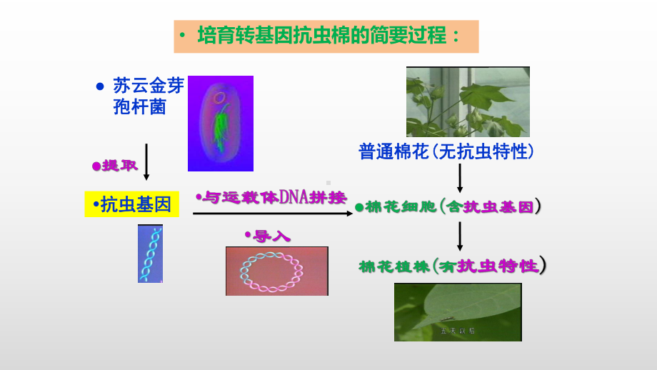 3.2 基因工程的基本操作程序ppt课件-（新教材）2019新人教版高中生物选择性必修三.pptx_第3页