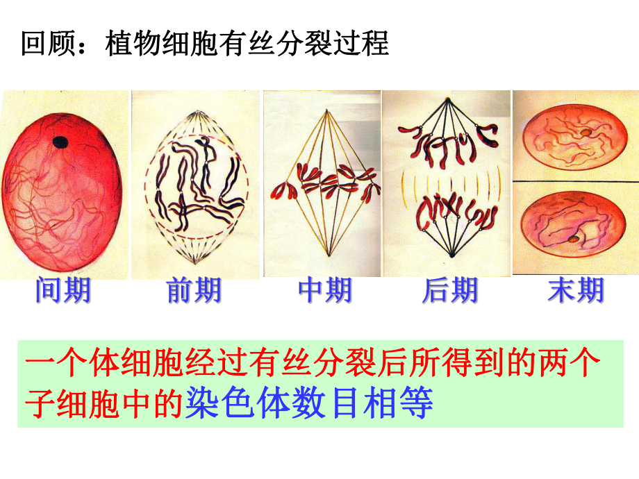 1.1减数分裂和受精作用（一）ppt课件-（新教材）2019新苏教版高中生物必修二.pptx_第3页