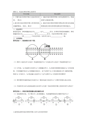 第一章课时2 兴奋在神经纤维上的传导 学案-（新教材）2019新苏教版高中生物选修性必修一.doc