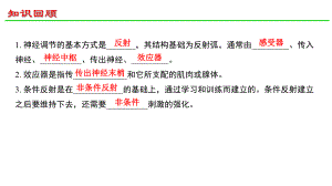 2.3神经冲动的产生和传导ppt课件-（新教材）2019新人教版高中生物选择性必修一.pptx