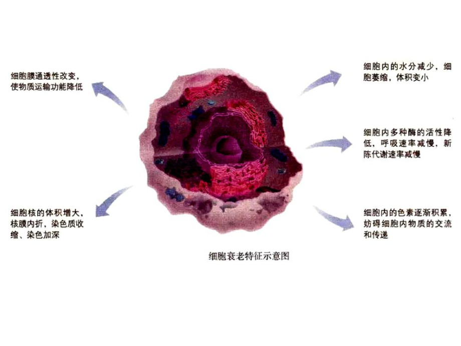 6.3细胞的衰老和死亡ppt课件-（新教材）2019新人教版高中生物选择性必修一.ppt_第3页