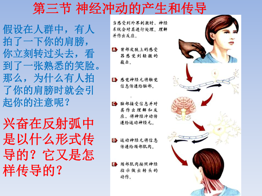 2.3神经冲动的产生和传导ppt课件-（新教材）2019新人教版高中生物选择性必修一(共24张PPT).ppt_第2页