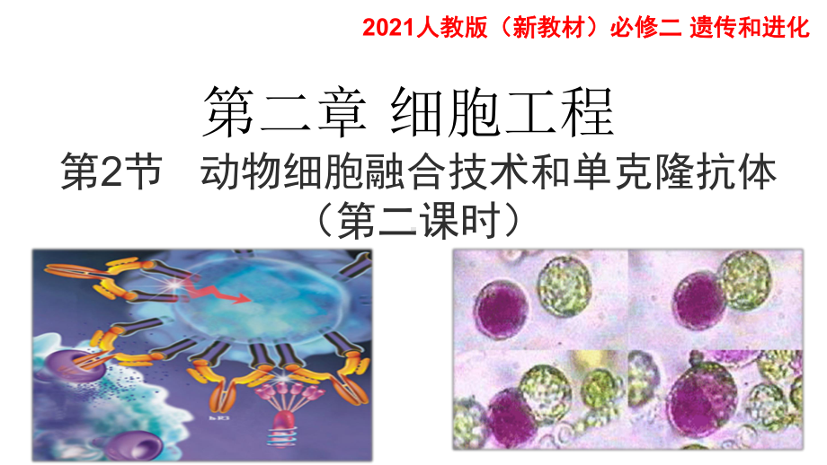 2.2.2 动物细胞融合和单克隆抗体（第二课时） ppt课件-（新教材）2019新人教版高中生物选择性必修三.pptx_第1页