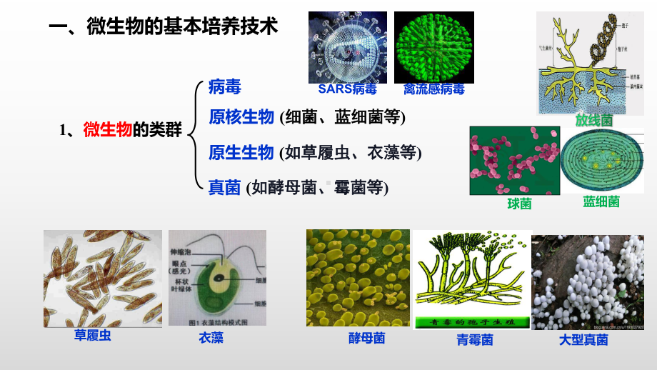 1.2.1 微生物的培养技术及应用ppt课件-（新教材）2019新人教版高中生物选择性必修三.pptx_第3页