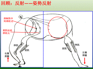 2.4神经系统的分级调节ppt课件-（新教材）2019新人教版高中生物选择性必修一(共21张PPT).pptx