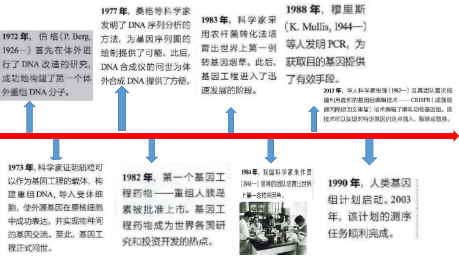 3.1DNA重组技术的基本工具 ppt课件-（新教材）2019新人教版高中生物选择性必修三.pptx_第3页