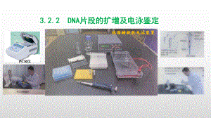 3.2.2DNA片段的扩增及电泳鉴定 ppt课件-（新教材）2019新人教版高中生物选择性必修三.pptx