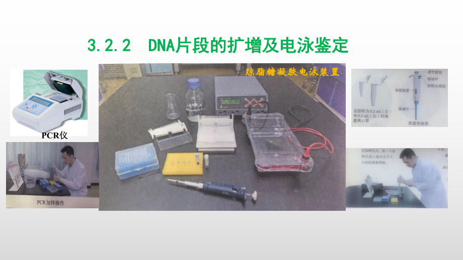 3.2.2DNA片段的扩增及电泳鉴定 ppt课件-（新教材）2019新人教版高中生物选择性必修三.pptx_第1页