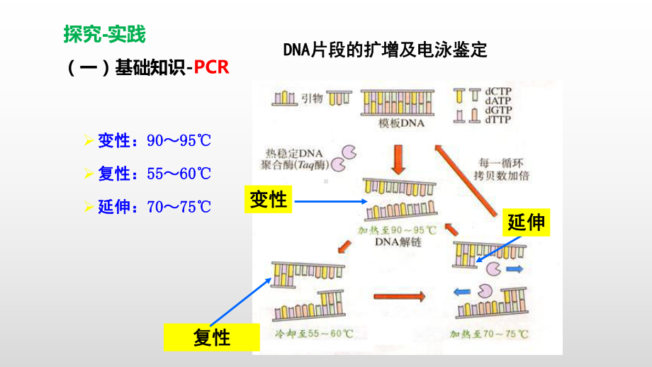 3.2.2DNA片段的扩增及电泳鉴定 ppt课件-（新教材）2019新人教版高中生物选择性必修三.pptx_第2页