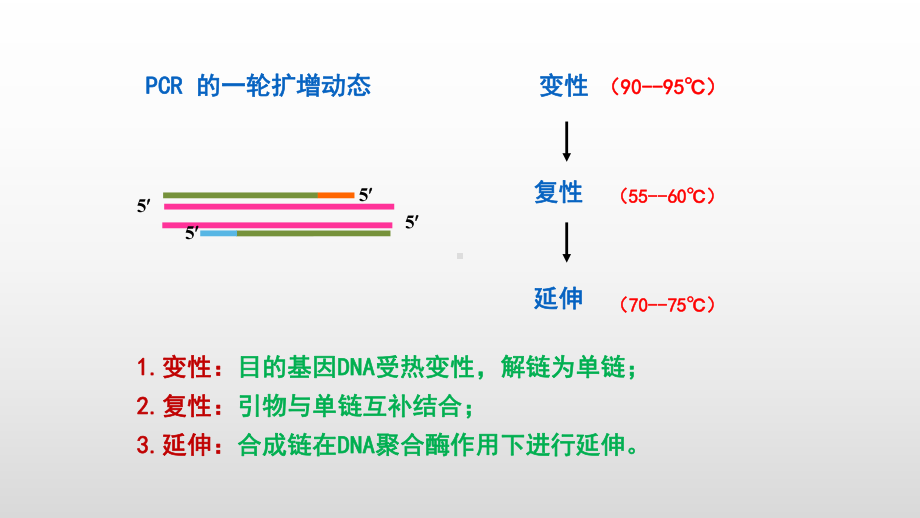 3.2.2DNA片段的扩增及电泳鉴定 ppt课件-（新教材）2019新人教版高中生物选择性必修三.pptx_第3页